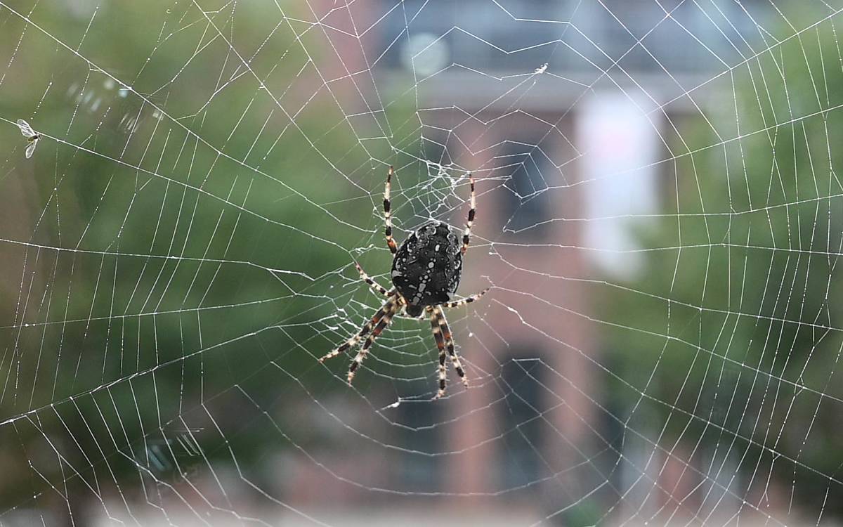 Eine Gartenkreuzspinne (Araneus diadematus) in ihrem Netz