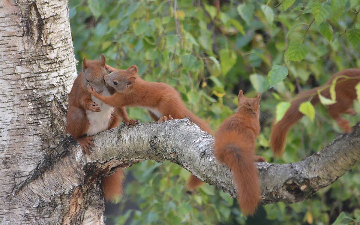 Eichhörnchen Foto: Deutsche Wildtier Stiftung