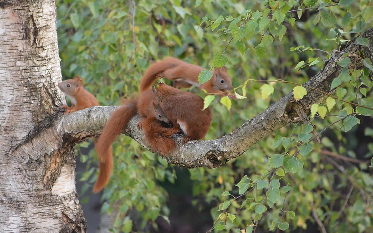 Eichhörnchen Foto: Deutsche Wildtier Stiftung