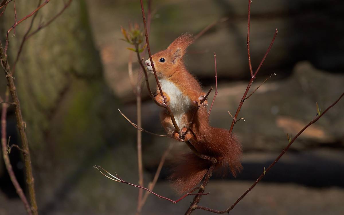 Eichhörnchen Foto: R. Ziemens