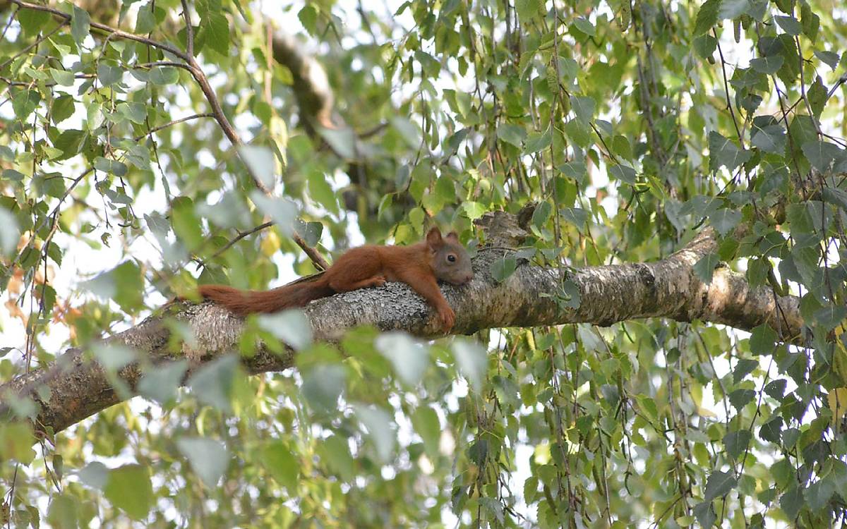 Eichhörnchen Foto: Deutsche Wildtier Stiftung