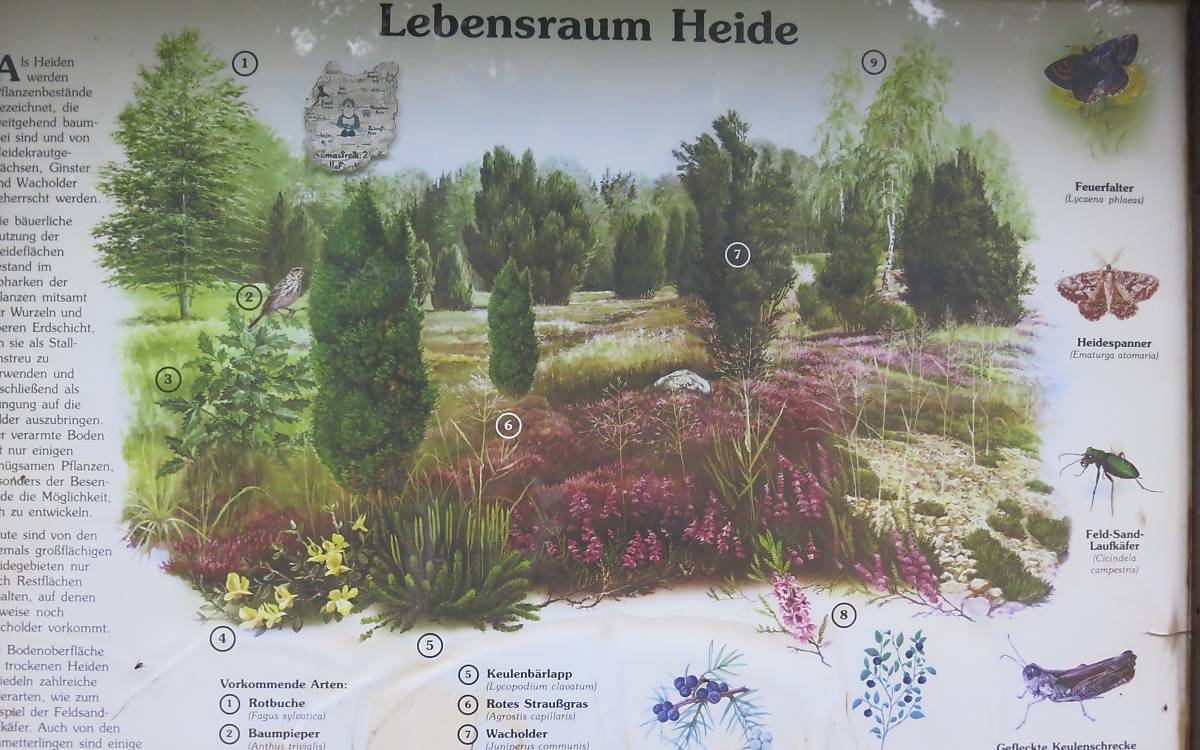 Eine Infotafel vor Ort stellt Arten der Heide vor.