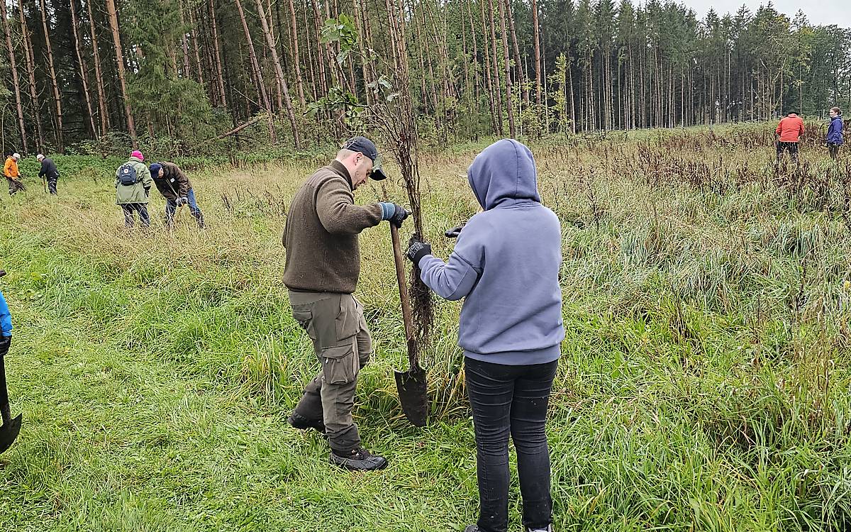 Baum für Baum kommen die jungen Buchen in die Erde.