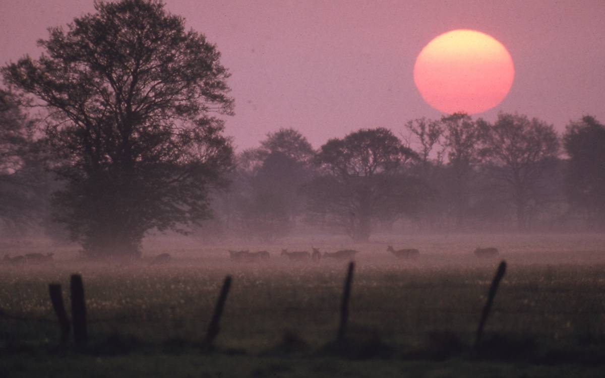 Rotwild in der Abenddämmerung