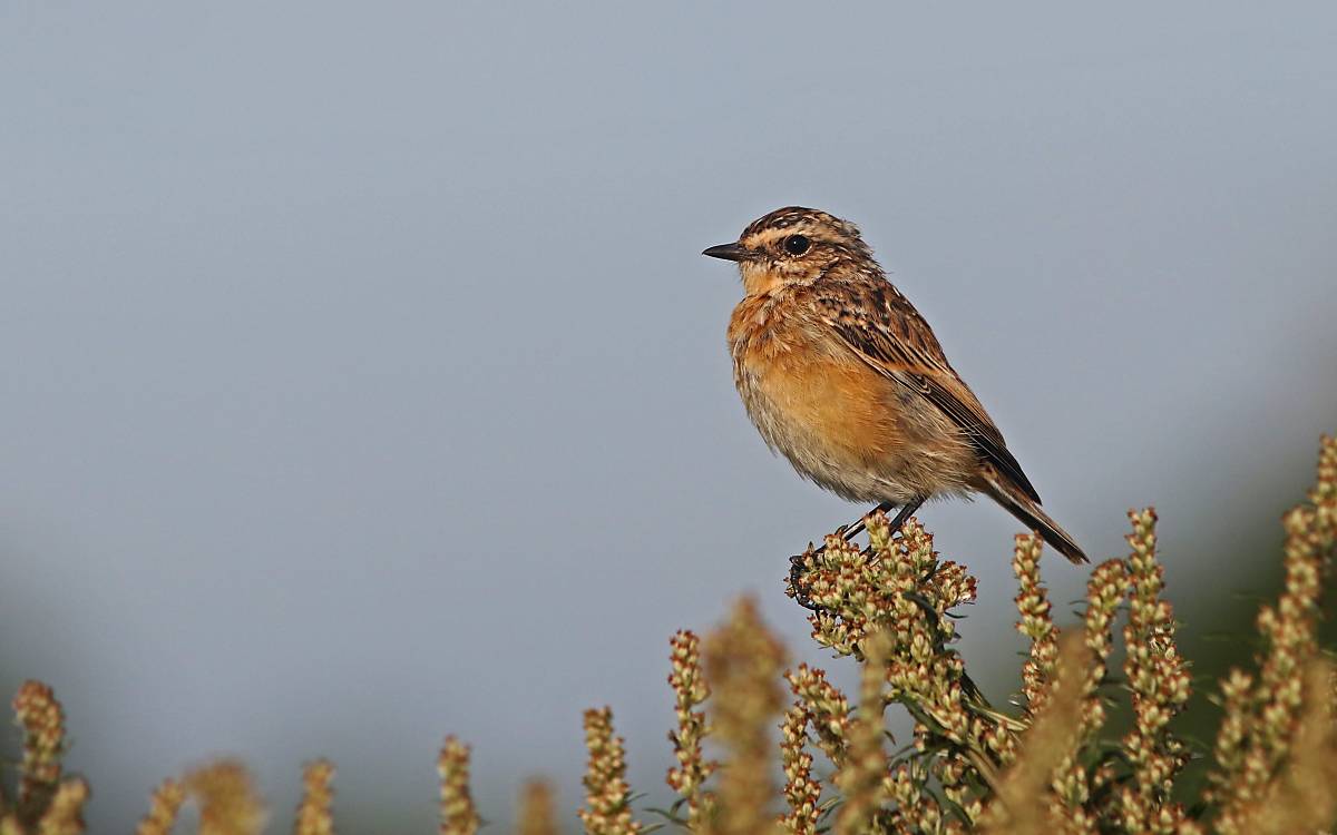 Braunkehlchen - Foto: Michael Tetzlaff