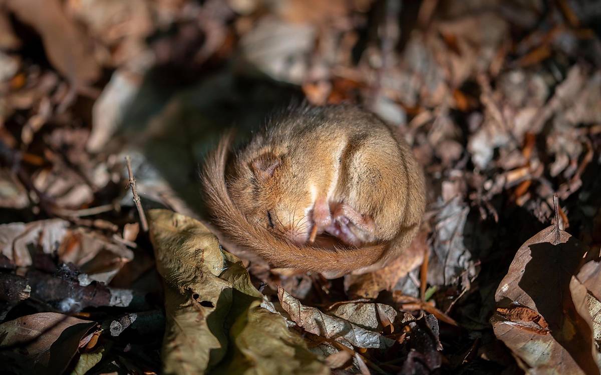 Die Haselmaus hat sich schon im Oktober zum Winterschlaf zurückgezogen.