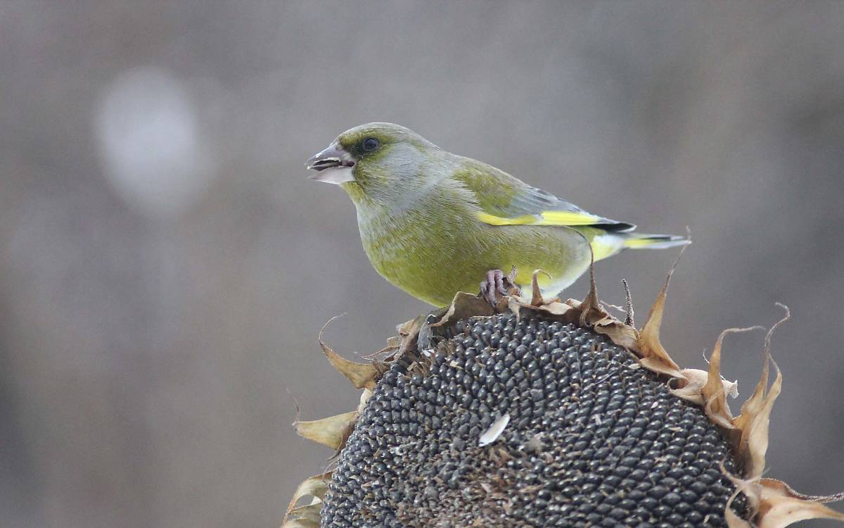 Grünfink (Chloris chloris)