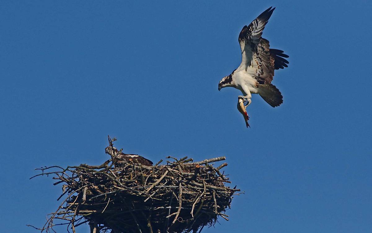 Fischadler (Pandion haliaetus)
