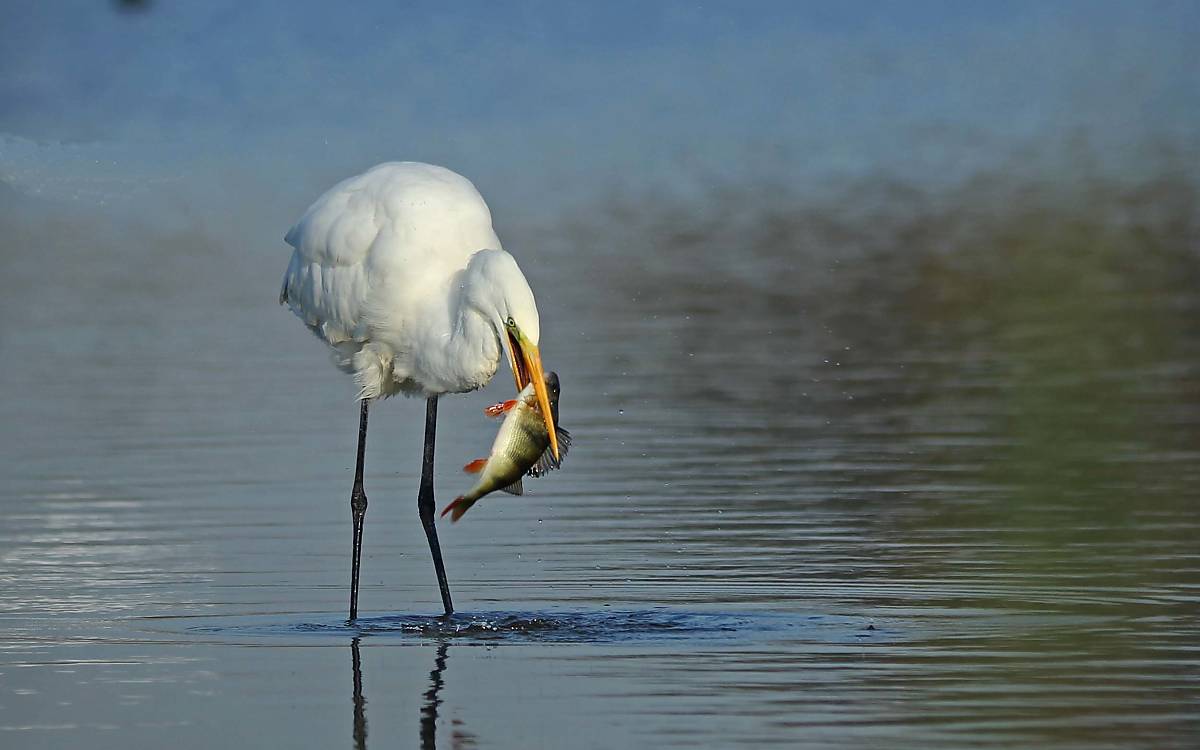 Silberreiher (Ardea alba)