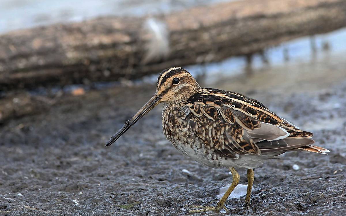 Bekassine (Gallinago gallinago)