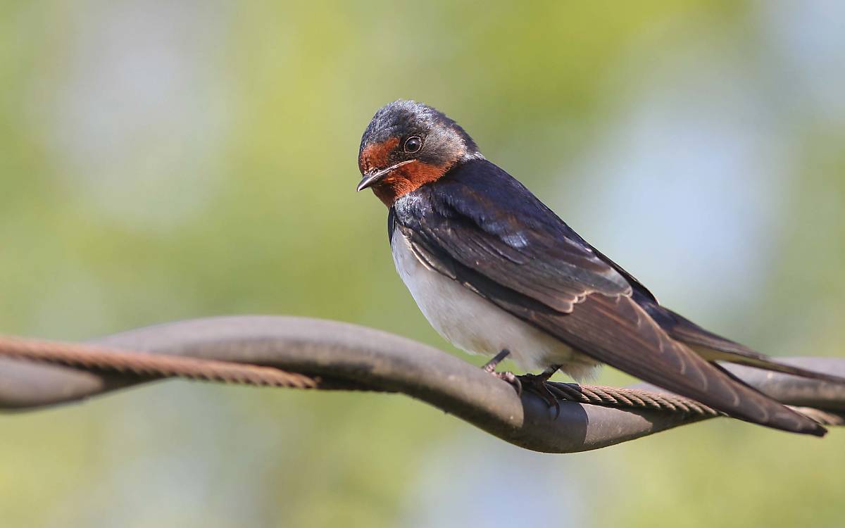 Rauchschwalbe (Hirundo rustica)