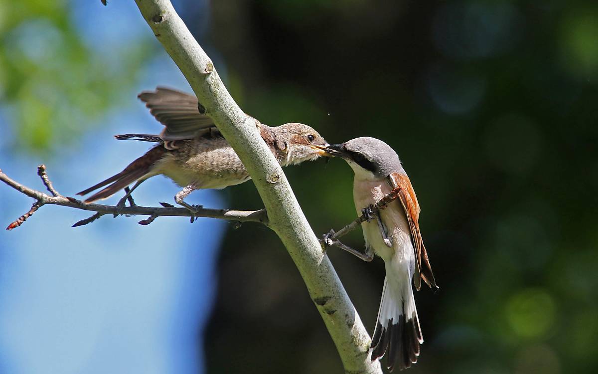 Neuntöter (Lanius collurio)