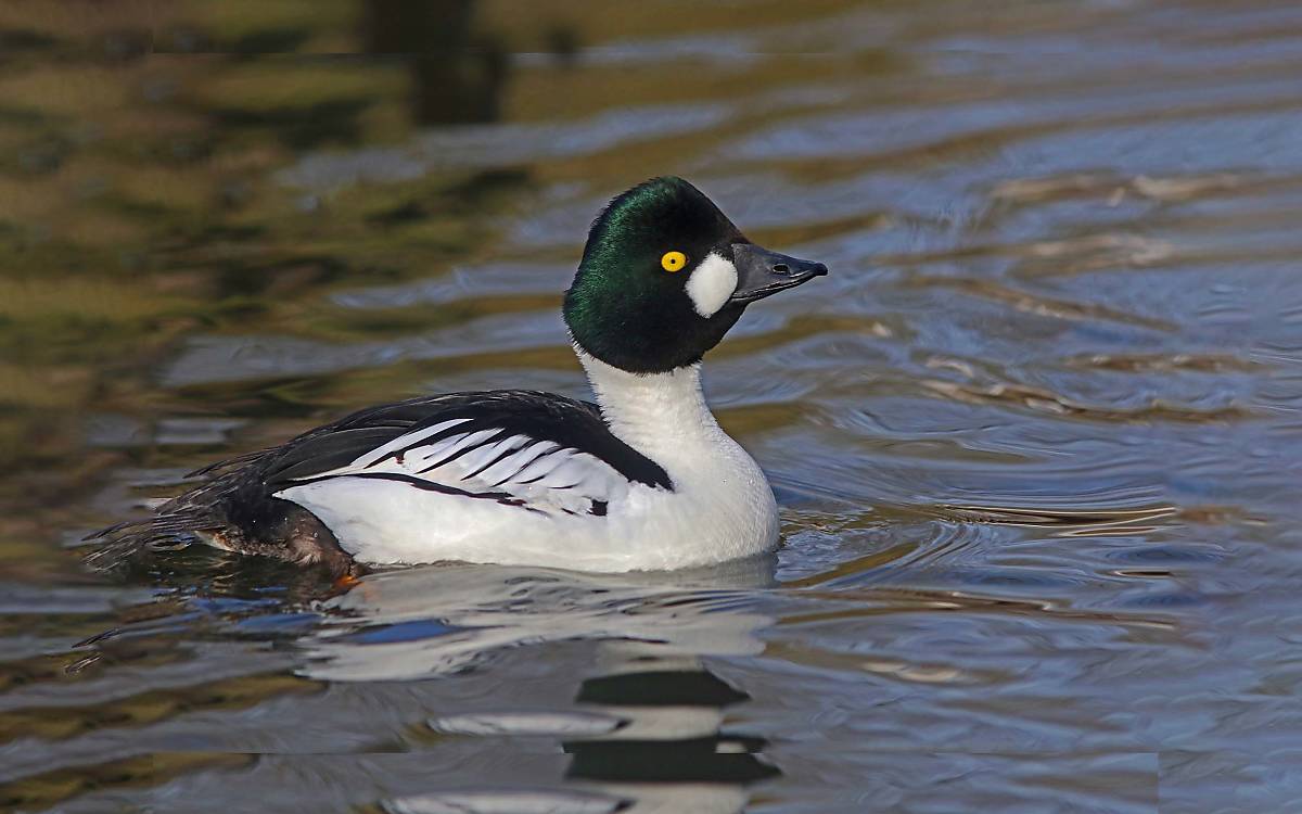 Schellente (Bucephala clangula)