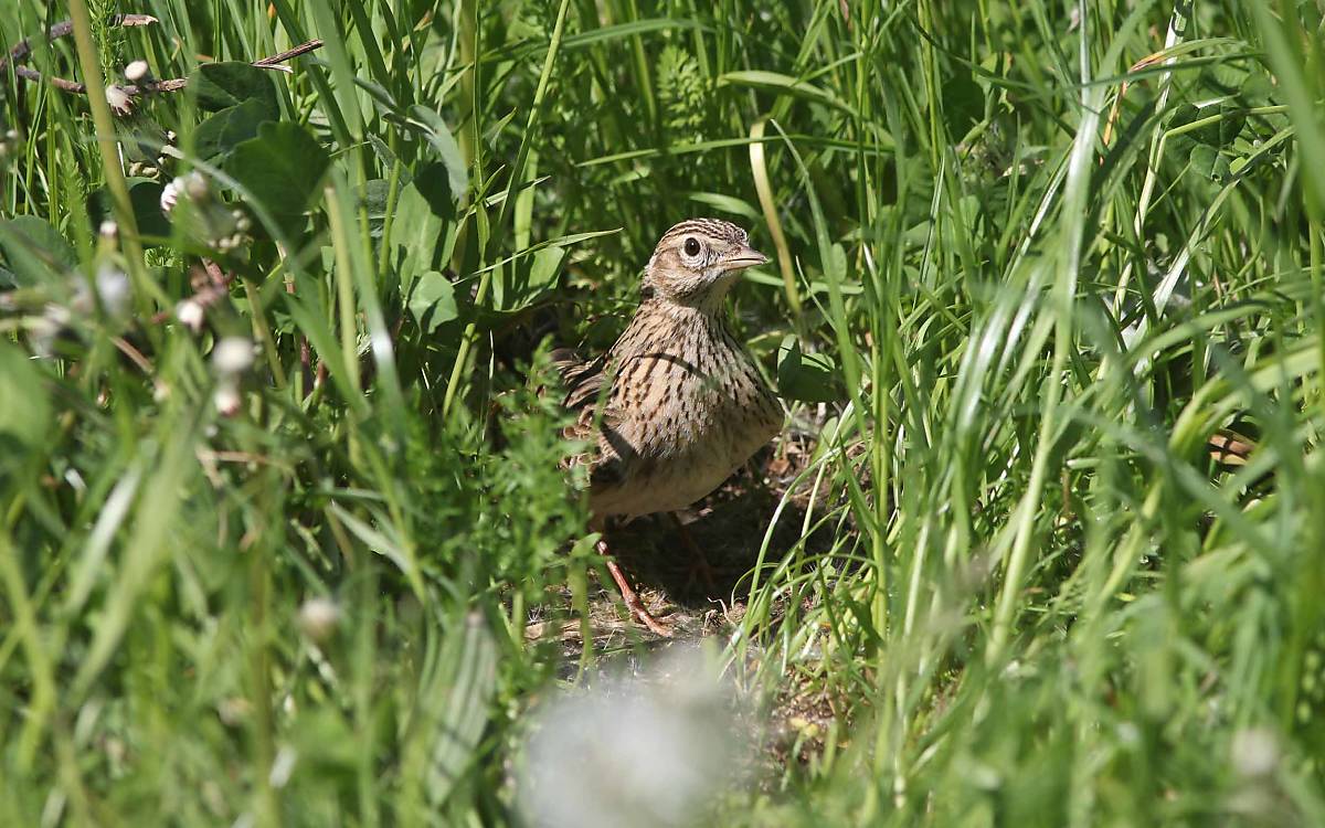 Feldlerche (Alauda arvensis)