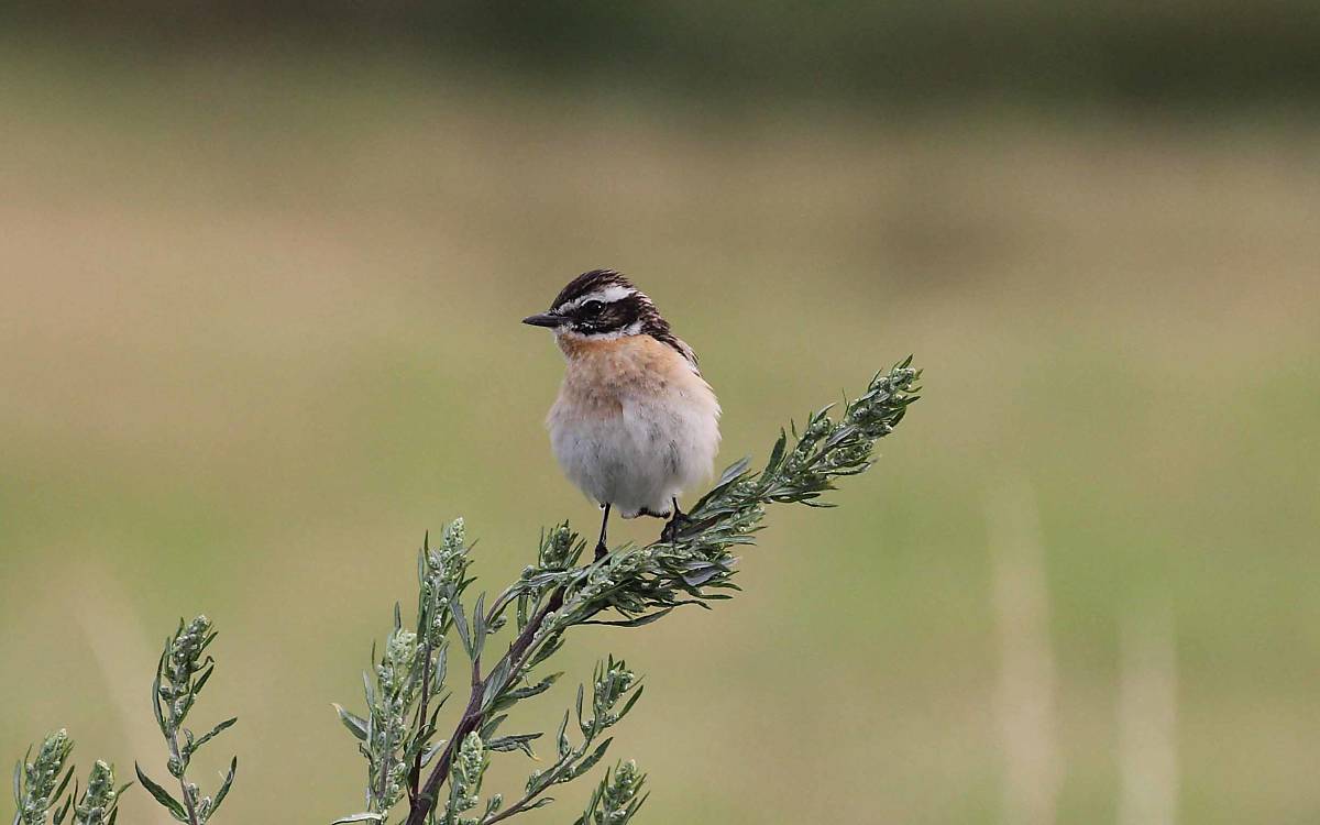 Braunkehlchen (Saxicola rubetra)