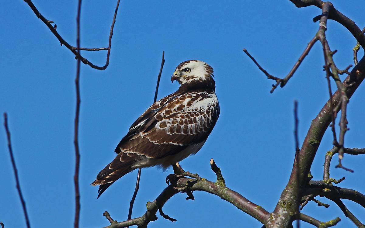 Mäusebussard (Buteo buteo)