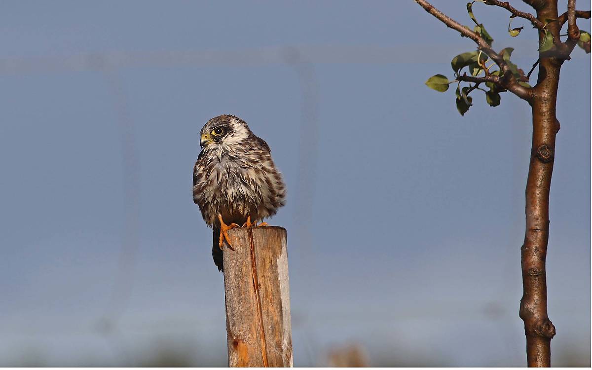 Rotfußfalke (Falco vespertinus)