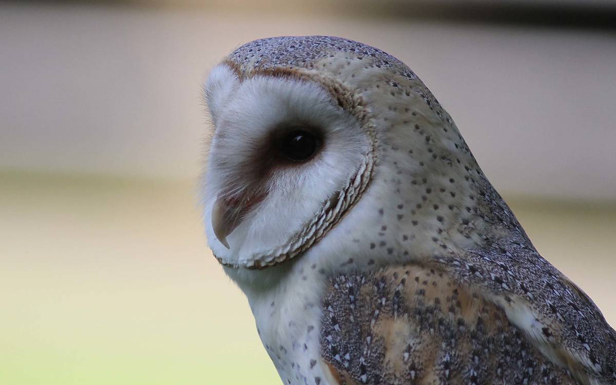 Schleiereule (Tyto alba)