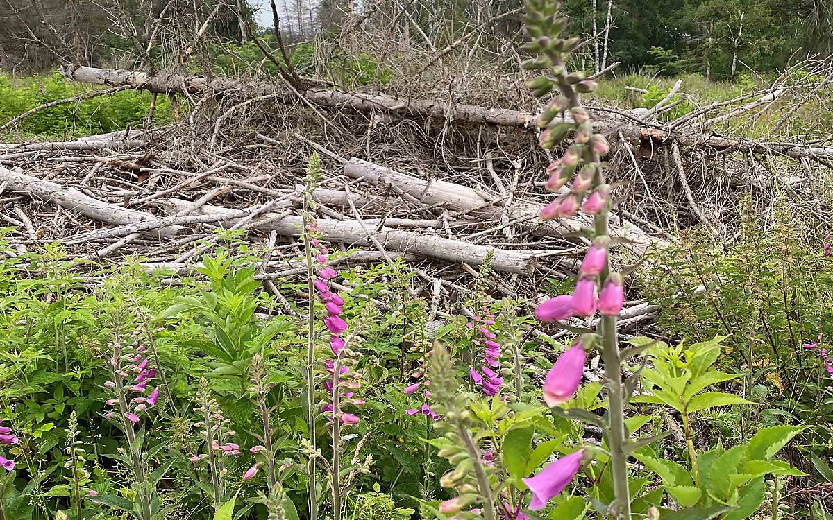 Totholz ist ein wichtiger Bestandteil eines geeigneten Lebensraums für den Gartenschläfer.