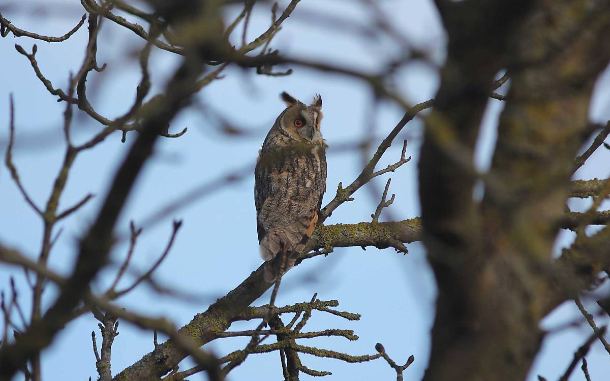 Waldohreule (Asio otus)