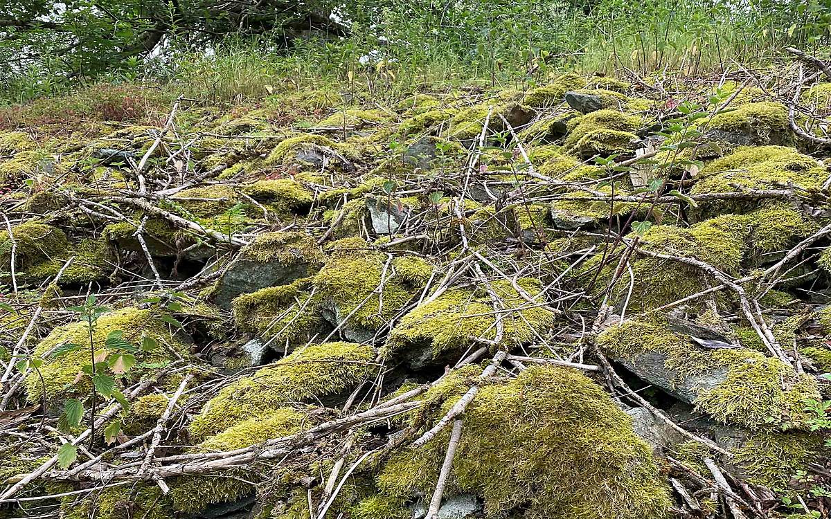 Typischer Gartenschläferlebensraum im Harz. Zwischen den Felsen kann sich der Gartenschläfer gut verstecken und findet Nahrung.