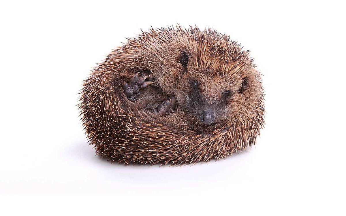 Fühlt sich der Igel wieder sicher, kommt langsam der Igelkopf zum Vorschein.