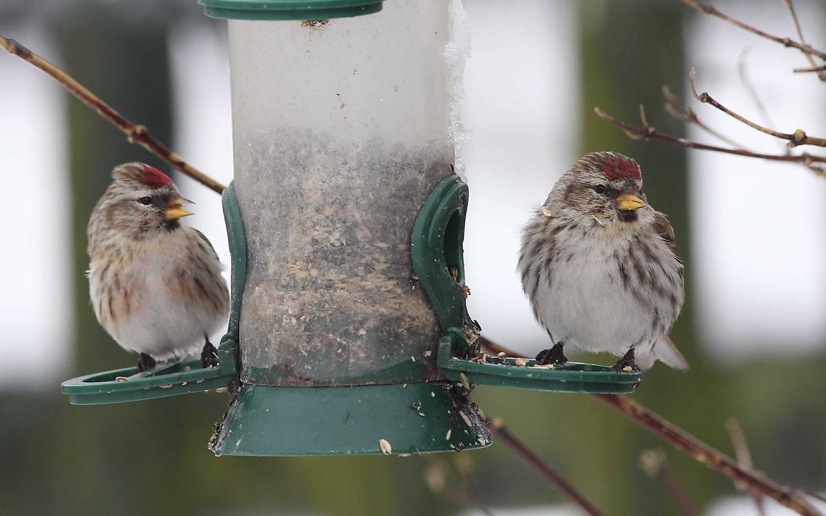 Taigabirkenzeisige sind gesellige Vögel und im Winter häufig an Futterplätzen zu Gast.