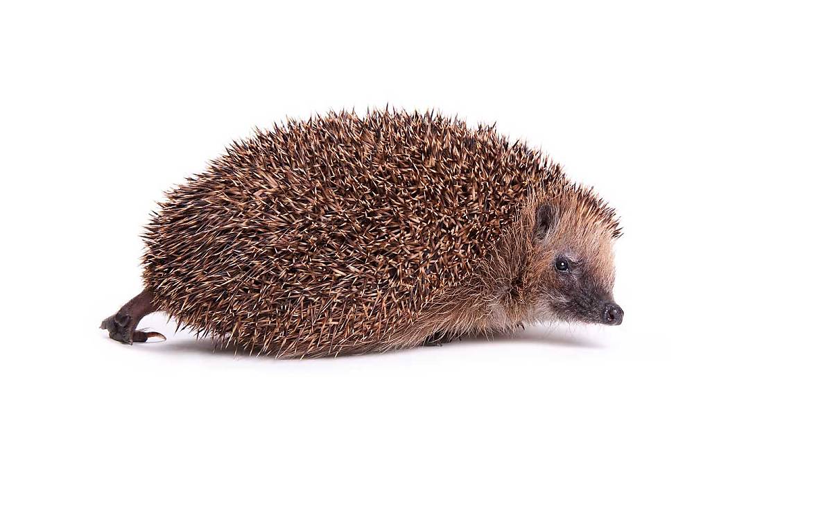 Der Igel ist vollständig ausgerollt.