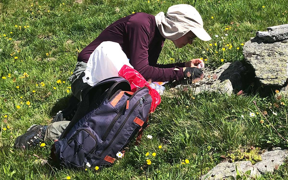 Mithilfe von DNA-Proben sollen Verwandtschaftsanalysen bei Alpenschneehasen und Feldhasen durchgeführt, um die Folgen der Hybridisierung zu verstehen.