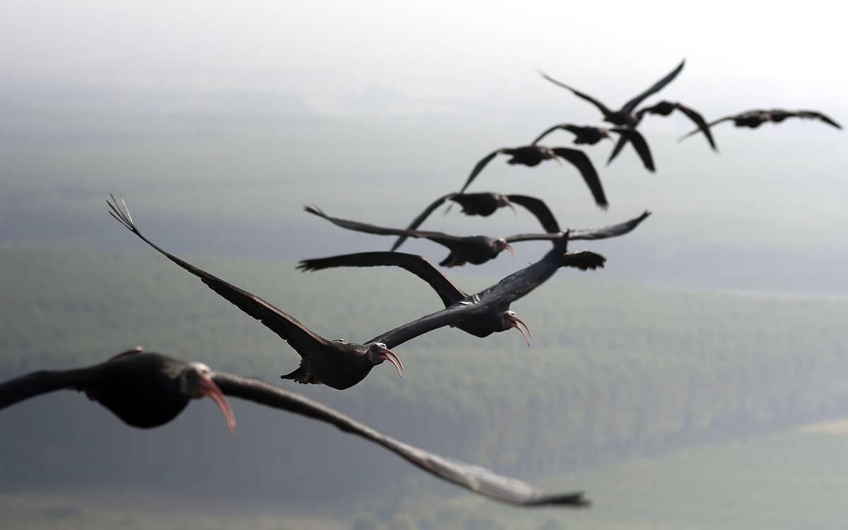 Waldrappe im Flug Foto © Johannes Fritz/Waldrappteam