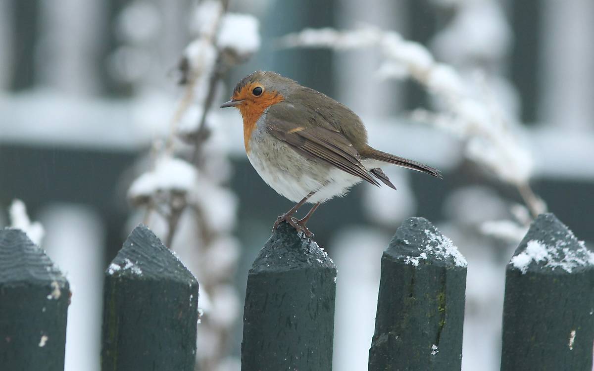 rotkehlchen-weihnachtsvogel-nah_michael-tetzlaff