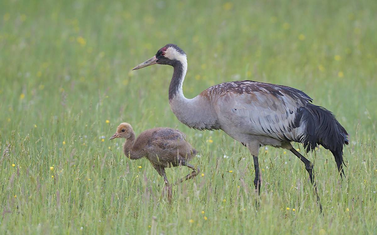 Kranich mit Küken (Grus grus) – Foto: Arco Images