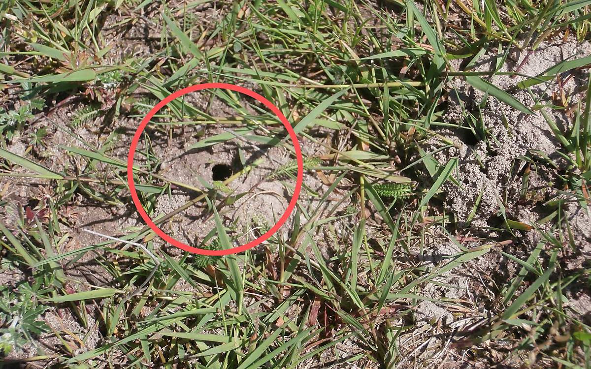 Bei Überflutungen haben junge Hummelköniginnen, die im Boden überwintern oder auch die Eier von im Boden nistenden Wildbienen, keine Chance zu überleben.