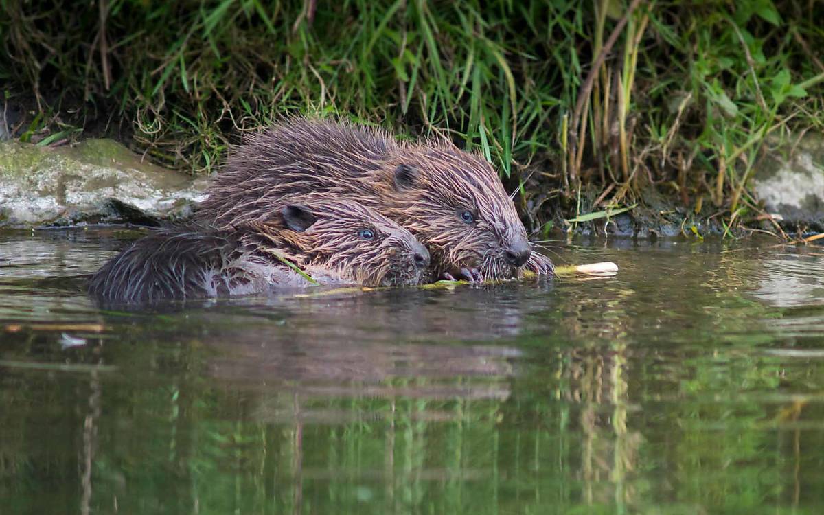 Biber können hervorragend schwimmen, aber ein überfluteter Bau kann für junge Biber tödlich sein.