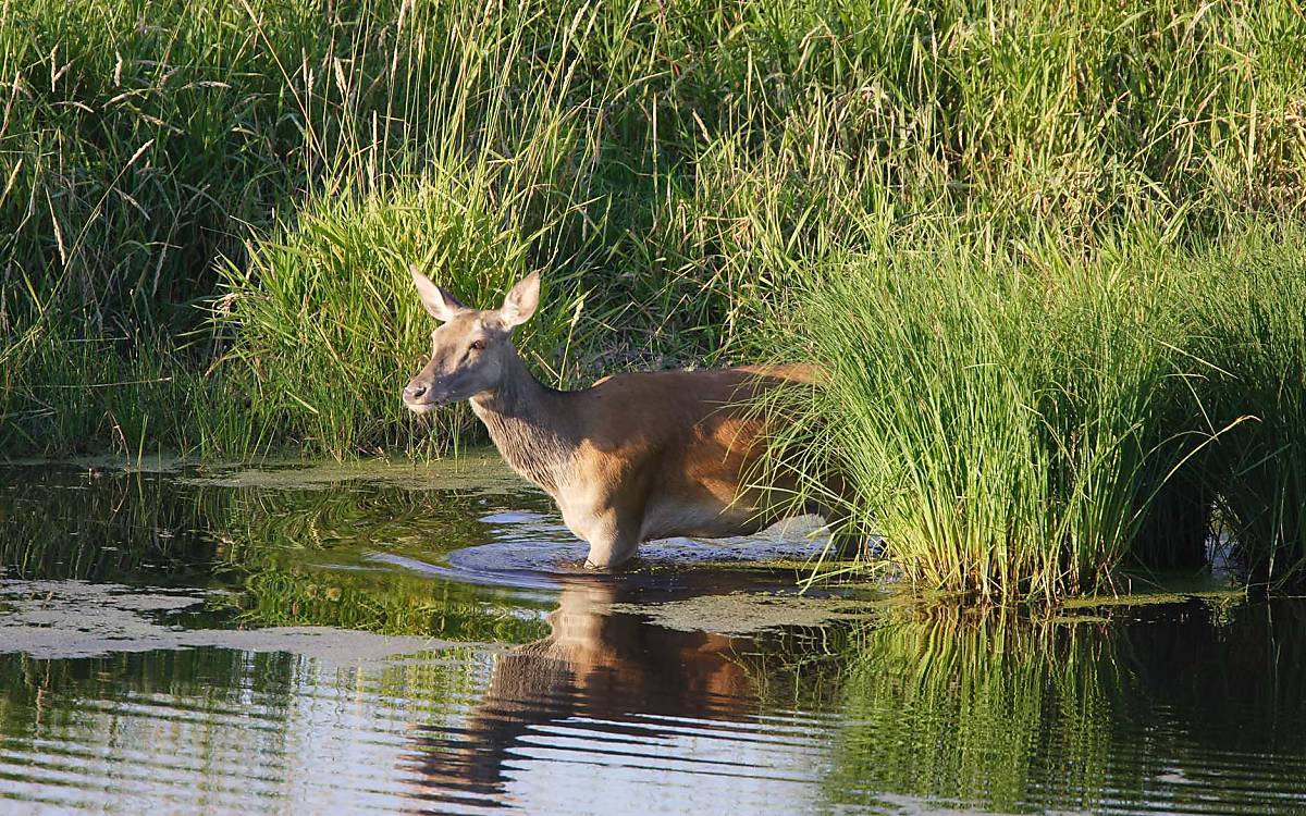 Rehe und Hirsche ziehen sich bei Überschwemmungen in der Regel an einigermaßen trockene Orte im Wald zurück.