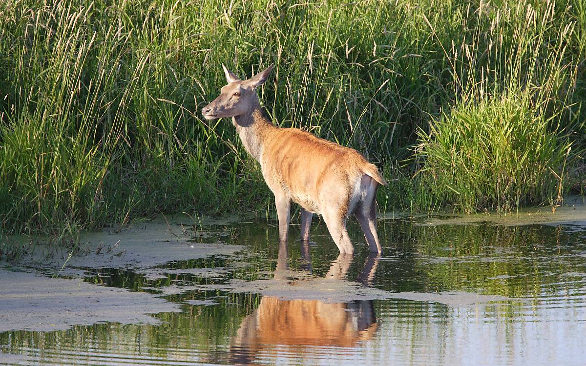 Rothirsch im Wasser – Foto: Thomas Martin