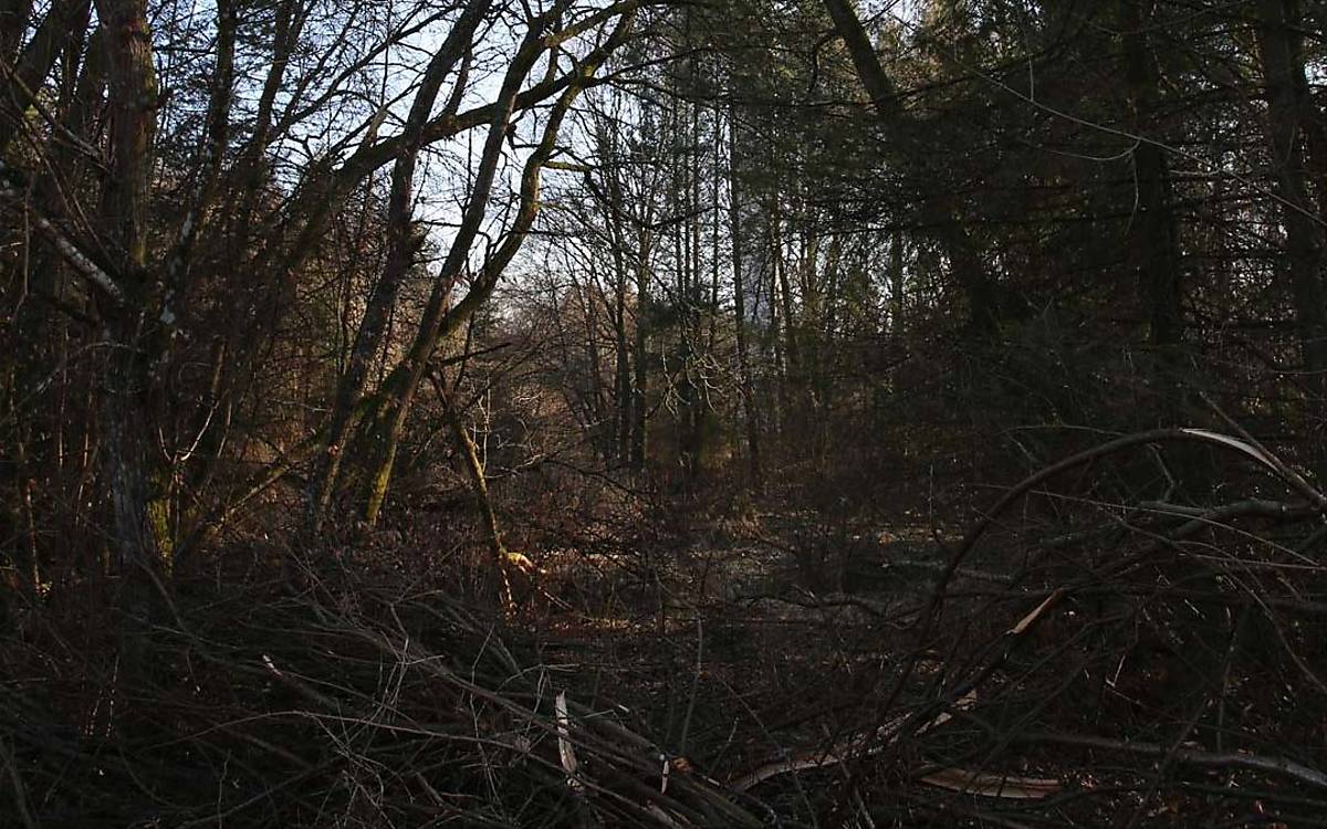 Dunkle Nadelwälder können zum Beispiel durch Stürme aufgelichtet werden.