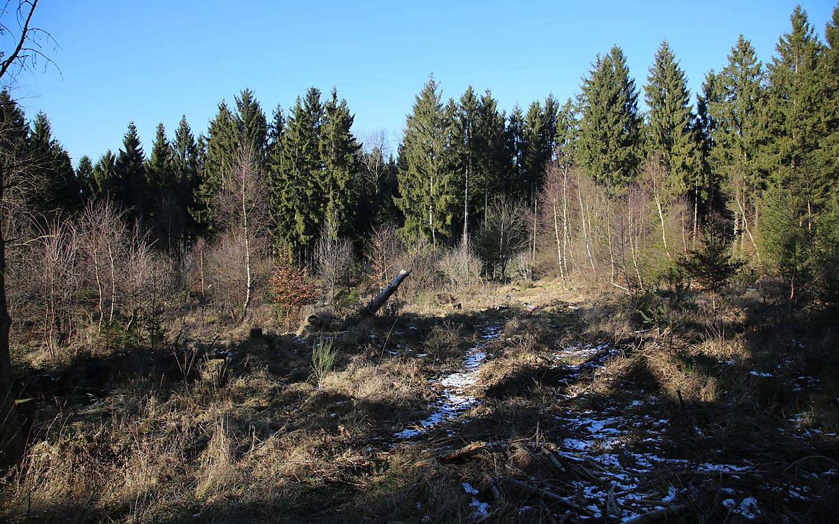 Unaufgeräumte Lichtungen bieten Wildkatzen viele Versteckmöglichkeiten.