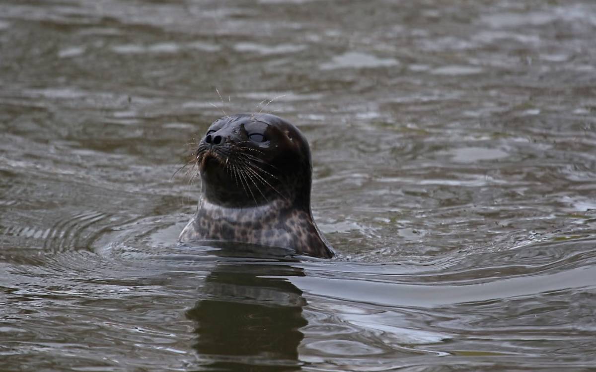 Ausgiebiger Ausflug: Mehr als eine Woche lang war die Ringelrobbe im Hafen von Mönkebude zu beobachten.