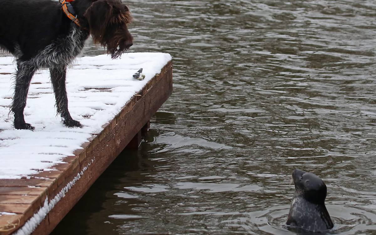 Eine unbekannte Art – für beide Seiten: Hund und Robbe wechseln neugierige Blicke.