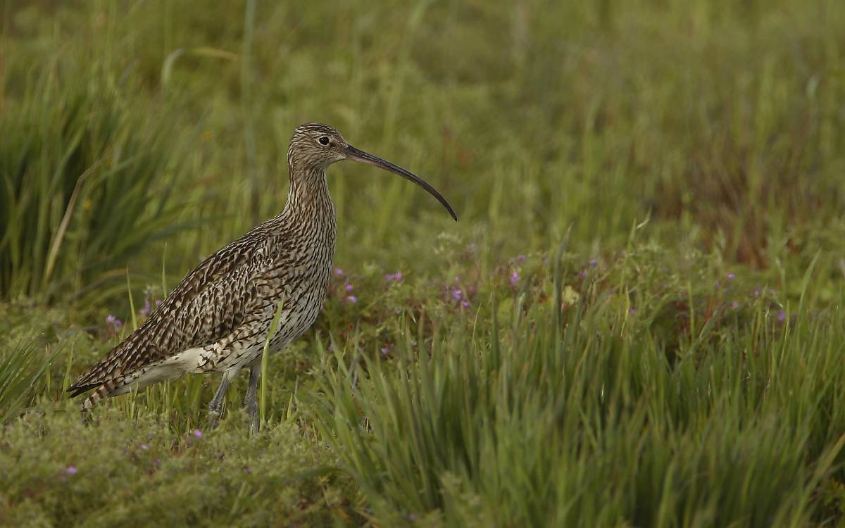 Großer Brachvogel