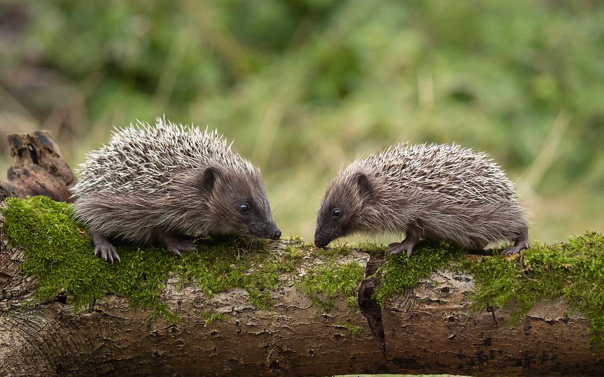 Zwei Igel Foto: imageBroker.com/Kevin Sawford