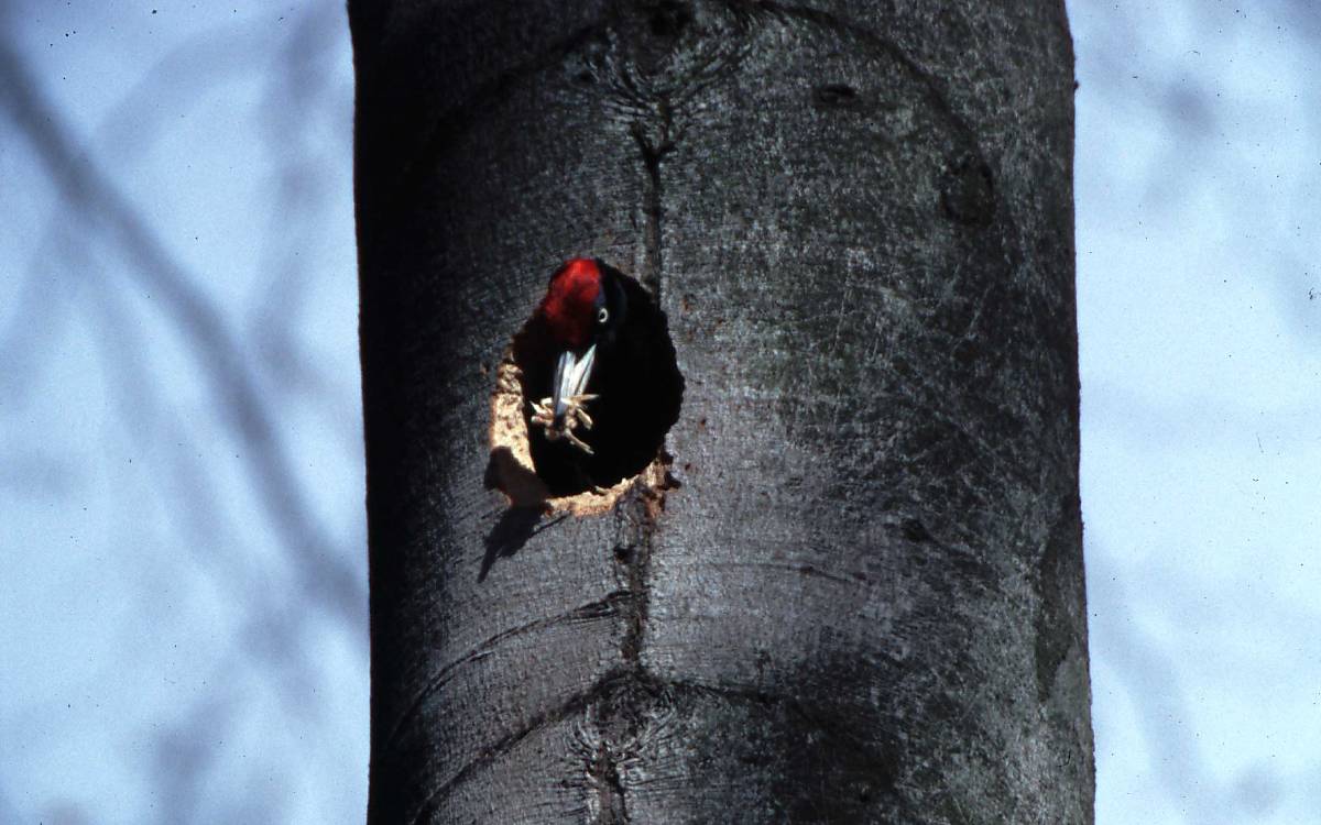 Ein Schnabel voll Holzreste