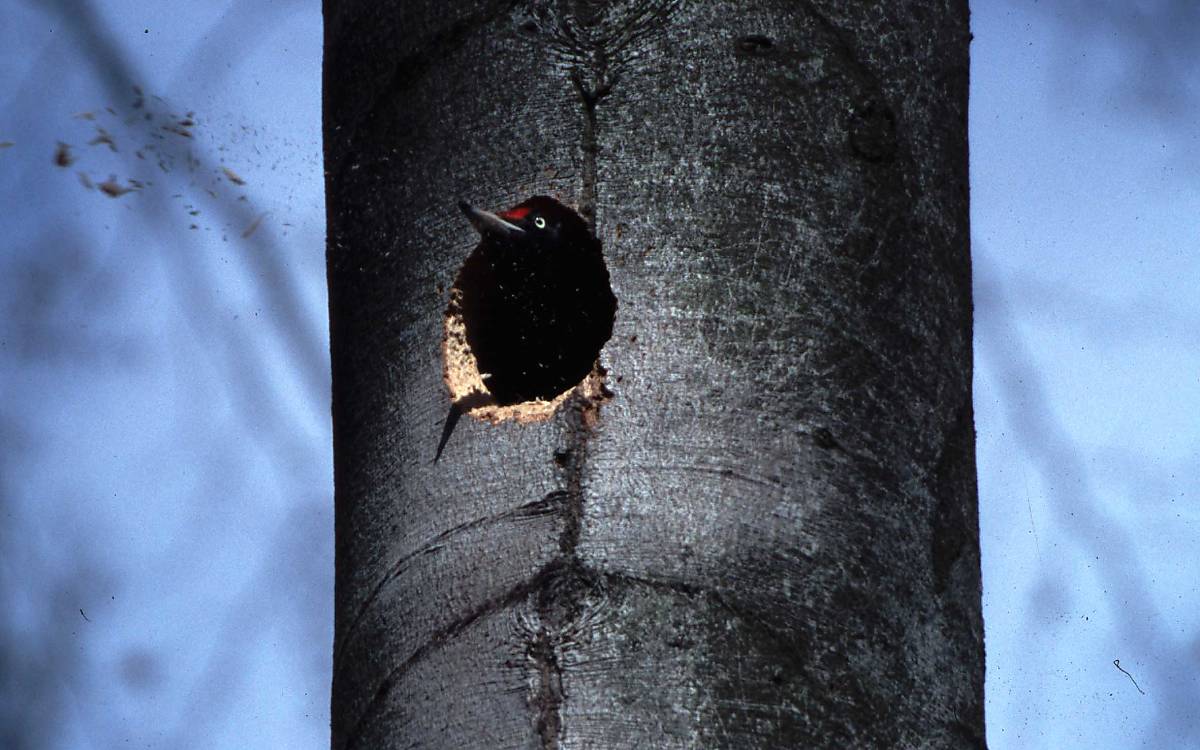 Und wieder ein Schnabel voll Holzreste. So geht es weiter bis die Höhle ausgebaut ist.