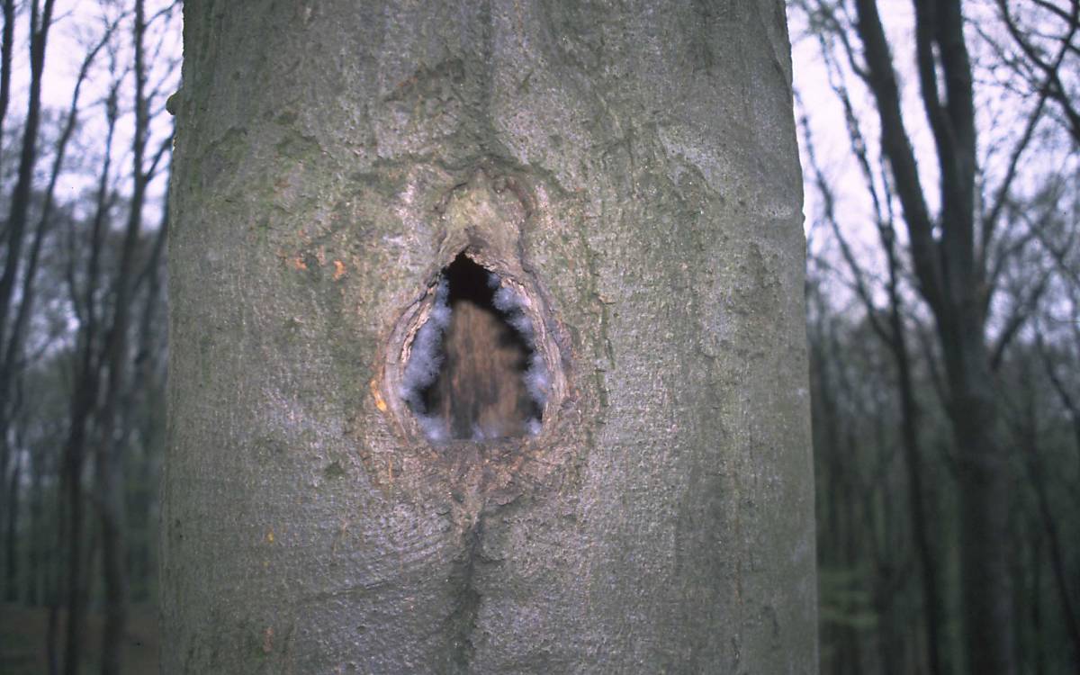 Hier hat sich eine Schellente eingenistet, zu erkennen an den am Eingang klebenden Daunen. Der Schwarzspecht kleidet sein Nest nicht mit Daunenfedern aus. Er legt seine Eier einfach auf den Holzmulm.