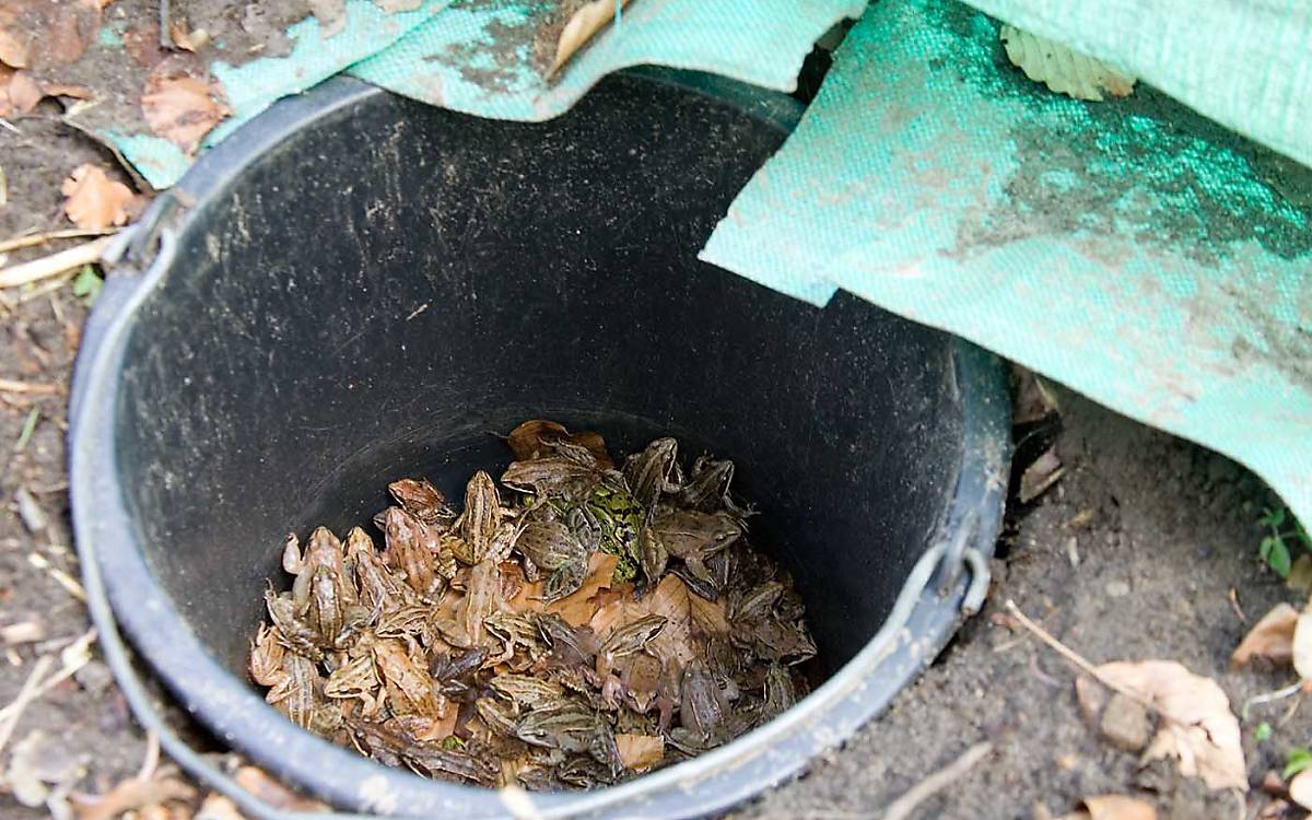 Hier sind schon einige Amphibien im Eimer gelandet. Später werden sie sicher über die Straße getragen.