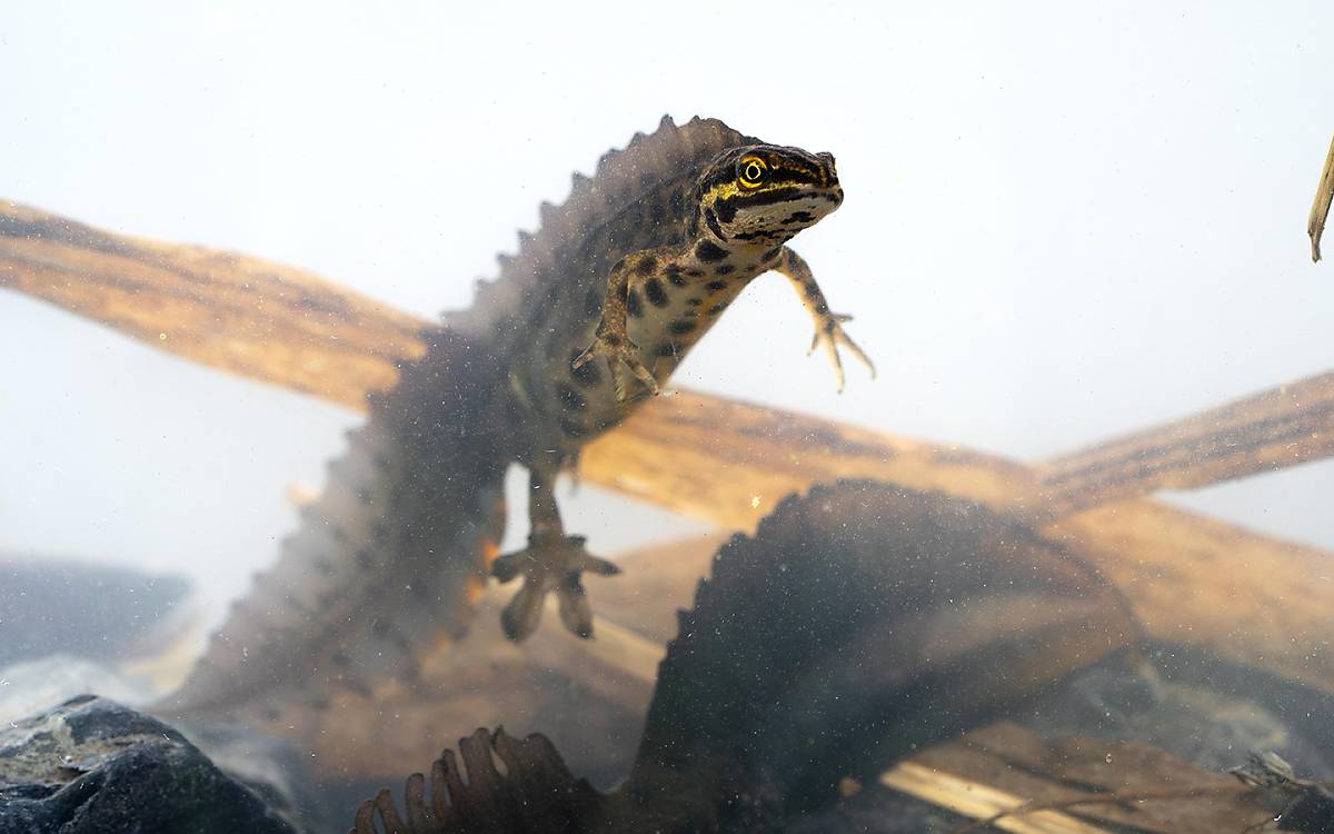 TTeichmolch (Lissotriton vulgaris) Männchen in Wassertracht