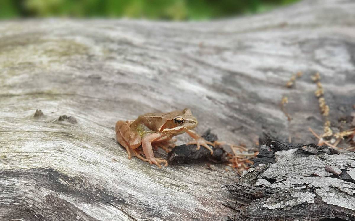 Grasfrosch