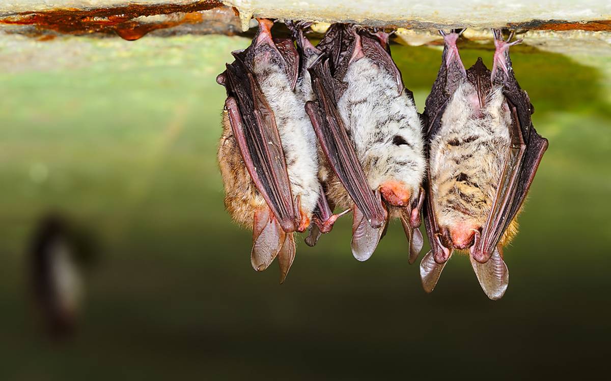 Die Bechsteinfledermaus (Myotis bechsteinii) ist eine Fledermausart, die zur Gattung der Mausohren (Myotis) gehört.