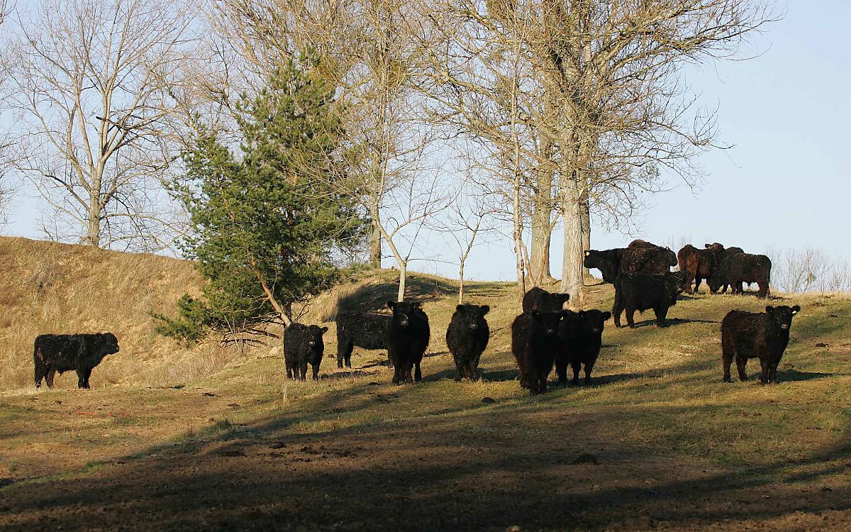 Gallowayrinder gehören zu den großen Pflanzenfressern, die nach und nach wieder lichte Bereiche und offene Bodenstellen in einer ansonsten von Wald dominierten Landschaft schaffen können.